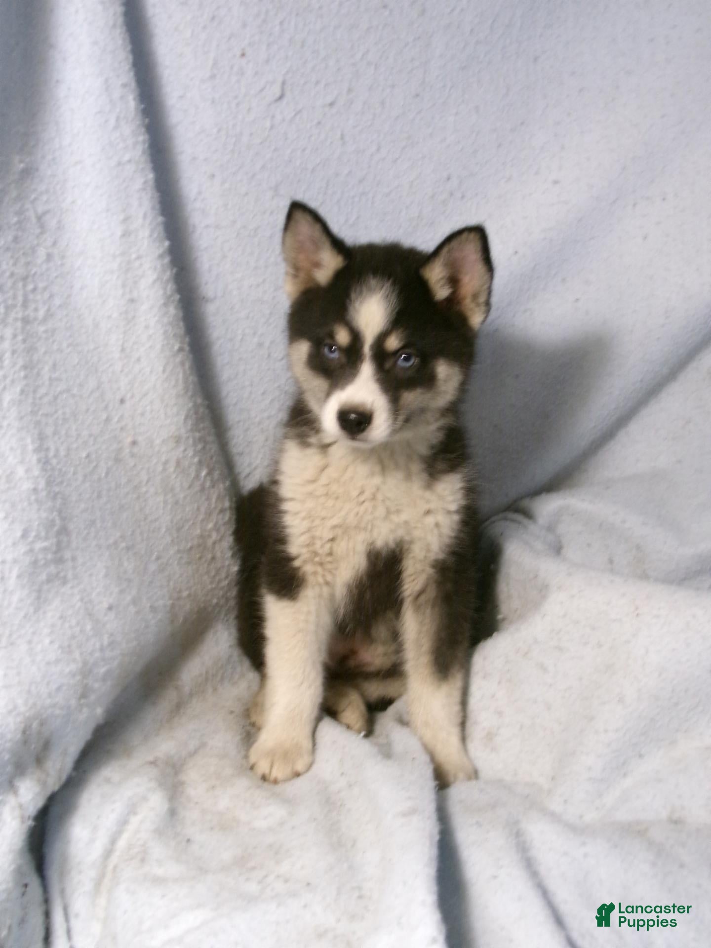 Pomsky dogs for sale: Phil - Ad 1