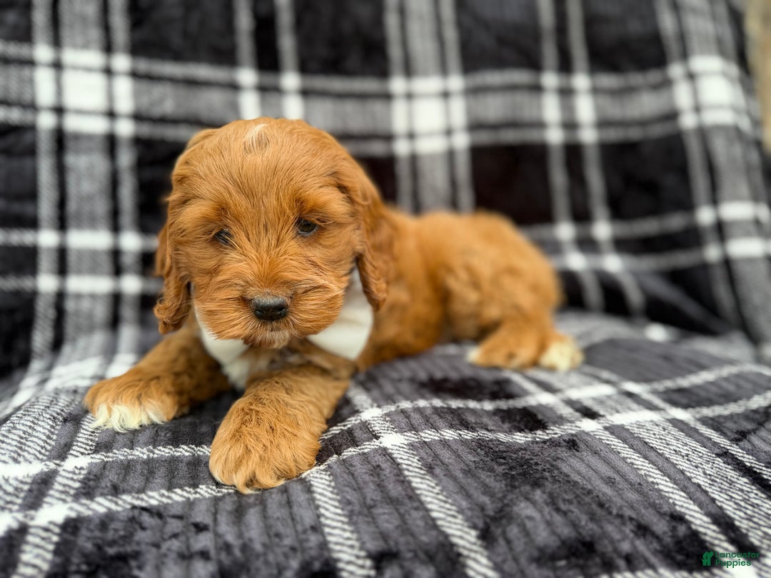 Cockapoo dogs for sale: Cupid - Ad 2