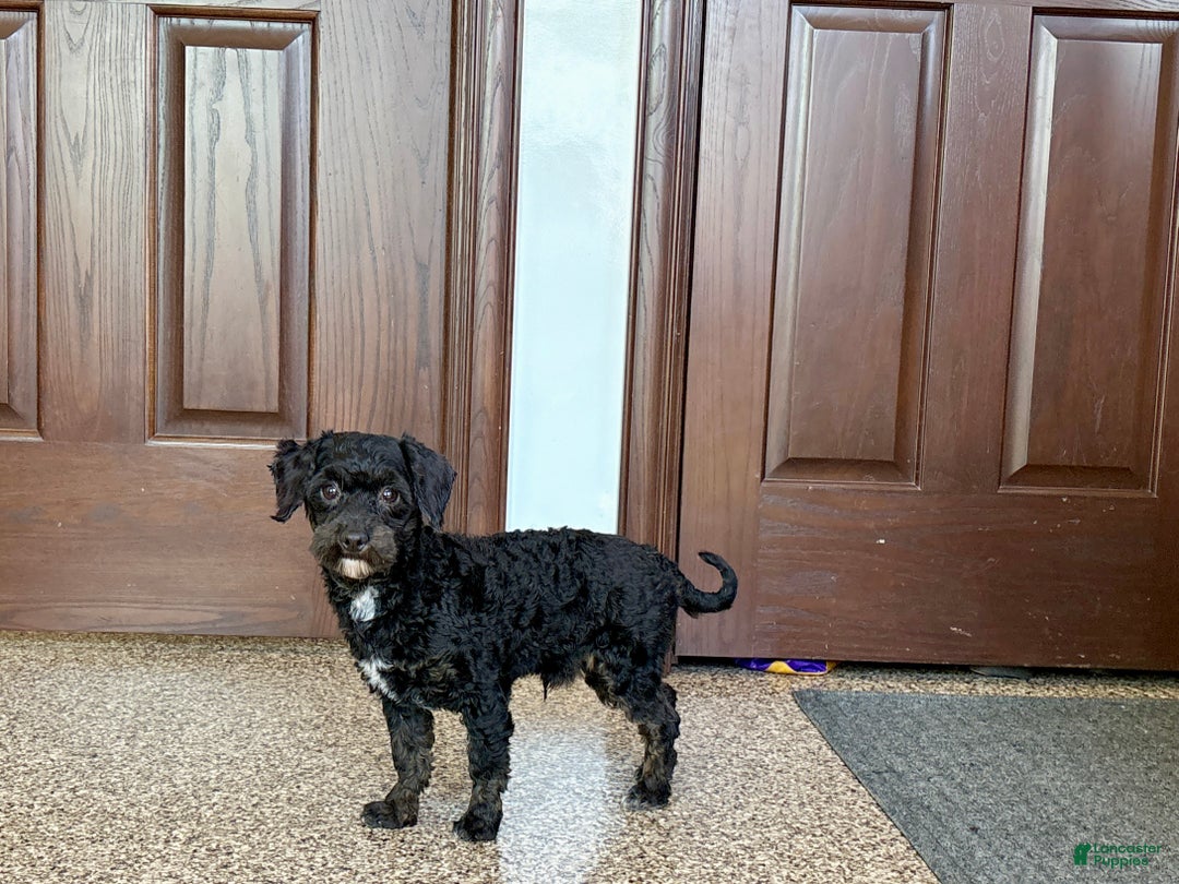 Havapoo dogs for sale: Terry - Ad 4