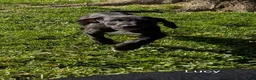 Great Dane dogs for sale: Lucy - Ad 4