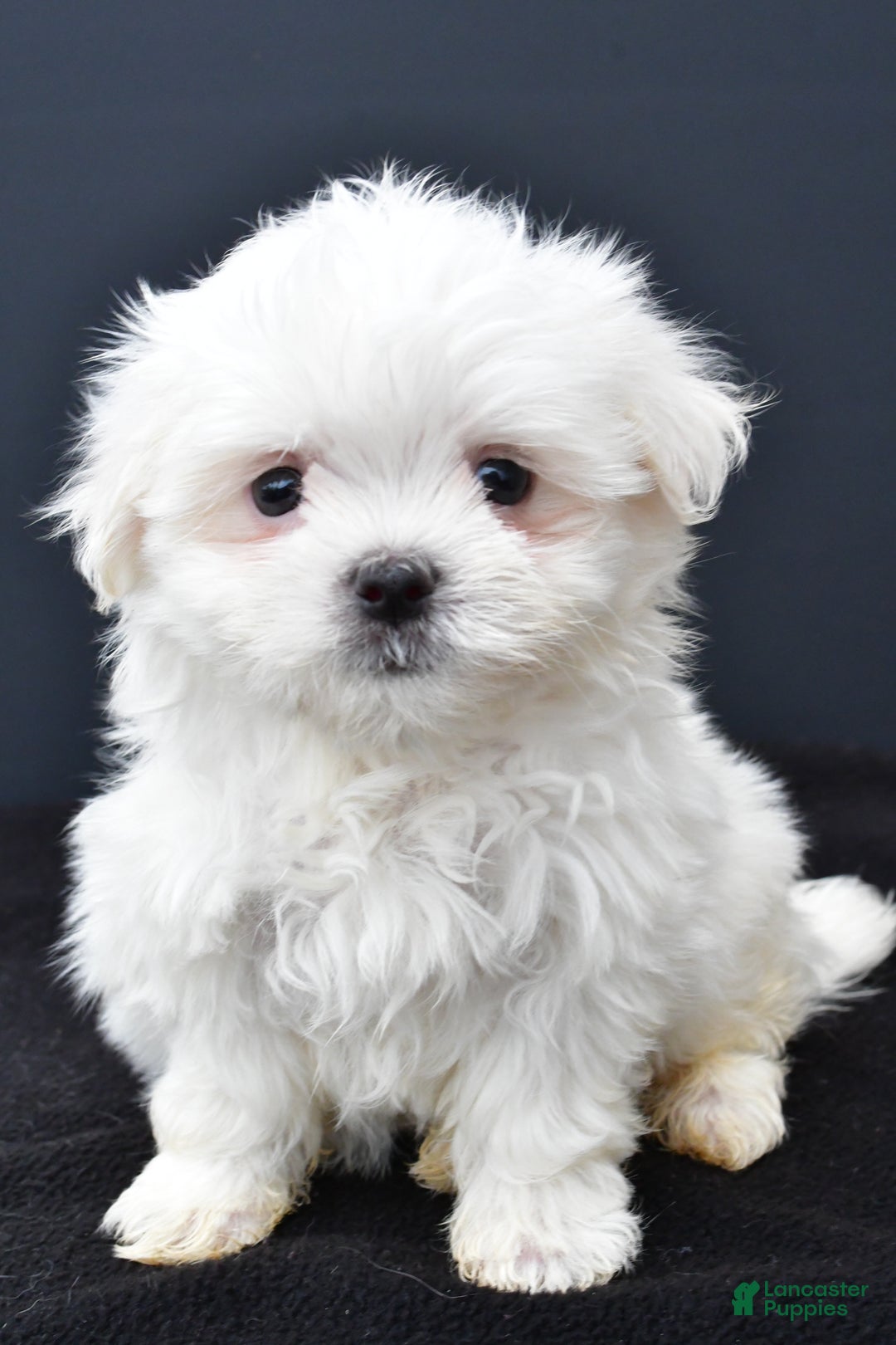 Maltese dogs for sale: Gunner - Ad 2