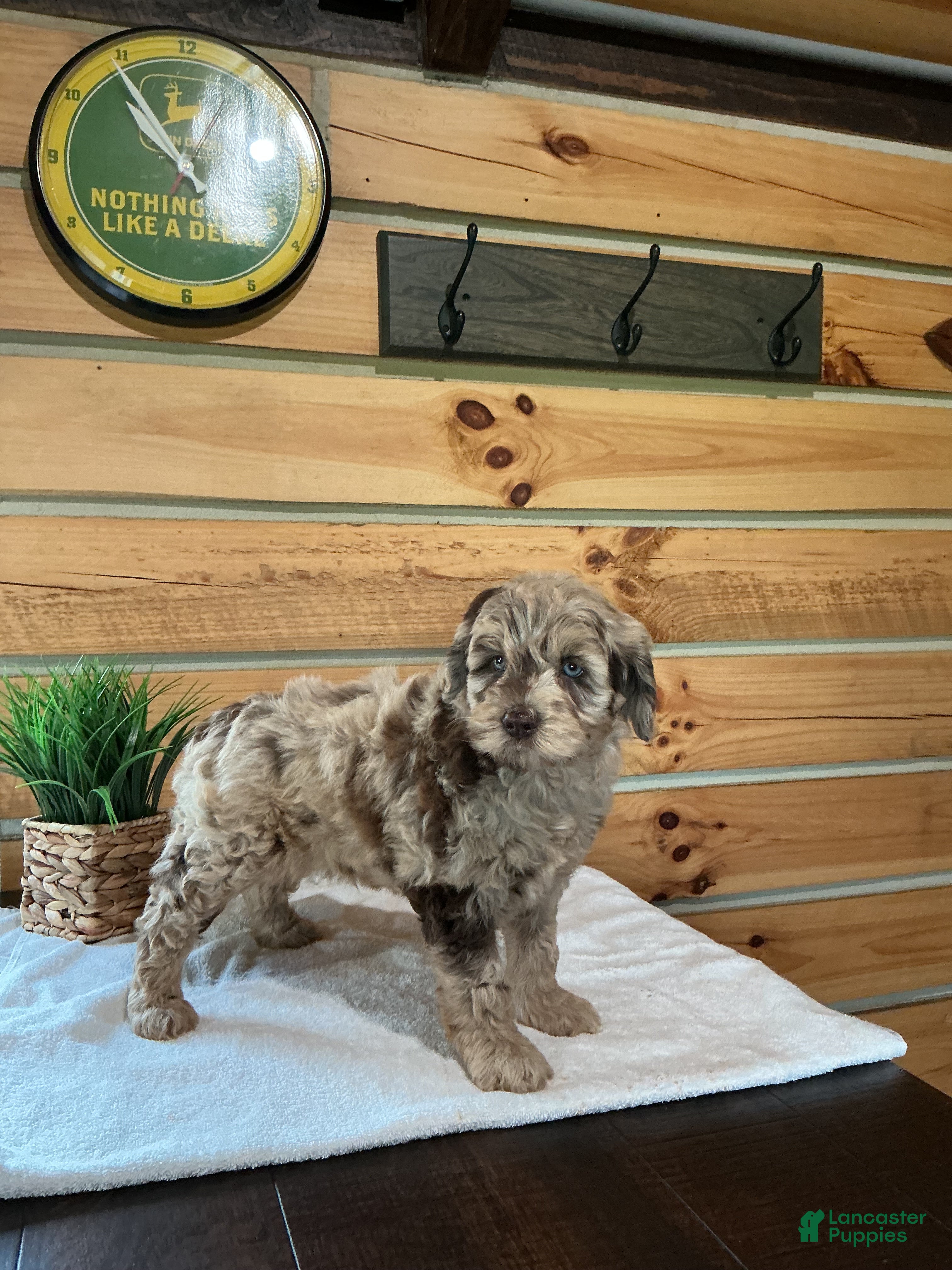 Mini Goldendoodle dogs Max  - Ad 2