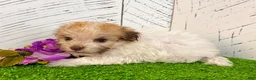 Havanese dogs for sale: Ginger - Ad 3
