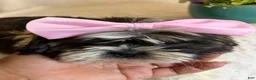 Shih Tzu dogs for sale: Daisy  - Ad 2