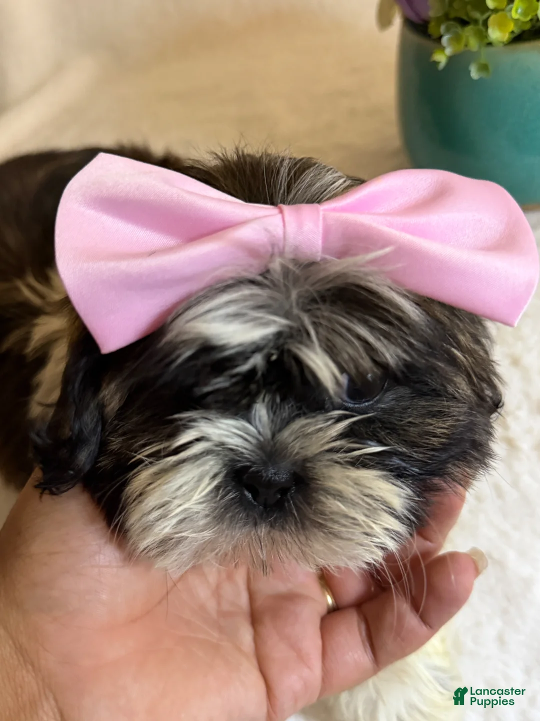 Shih Tzu dogs for sale: Daisy  - Ad 2