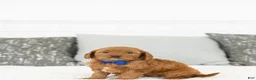Toy Poodle dogs for sale: Willie - Ad 6