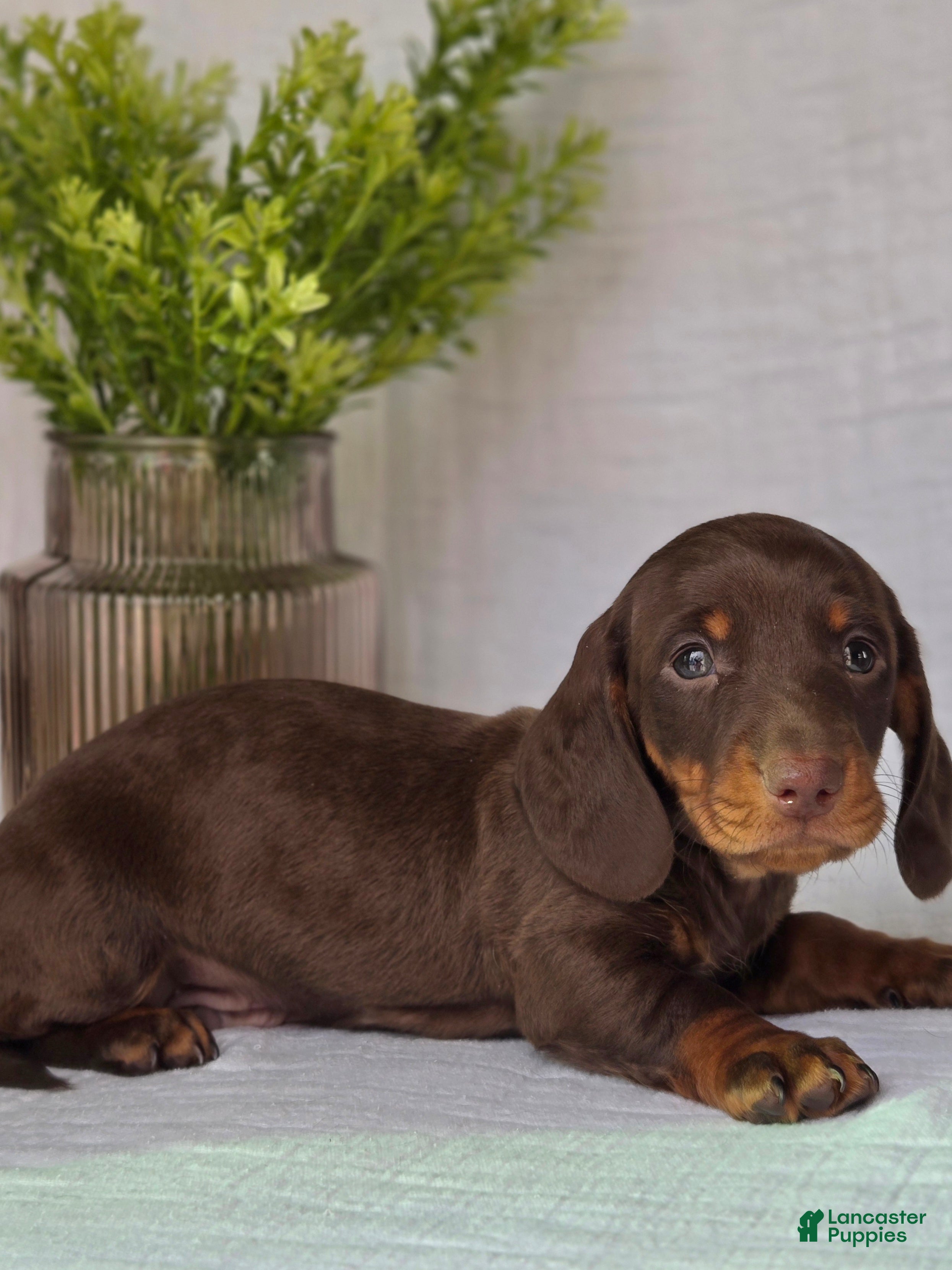 Miniature Dachshund dogs Baxter - Ad 2