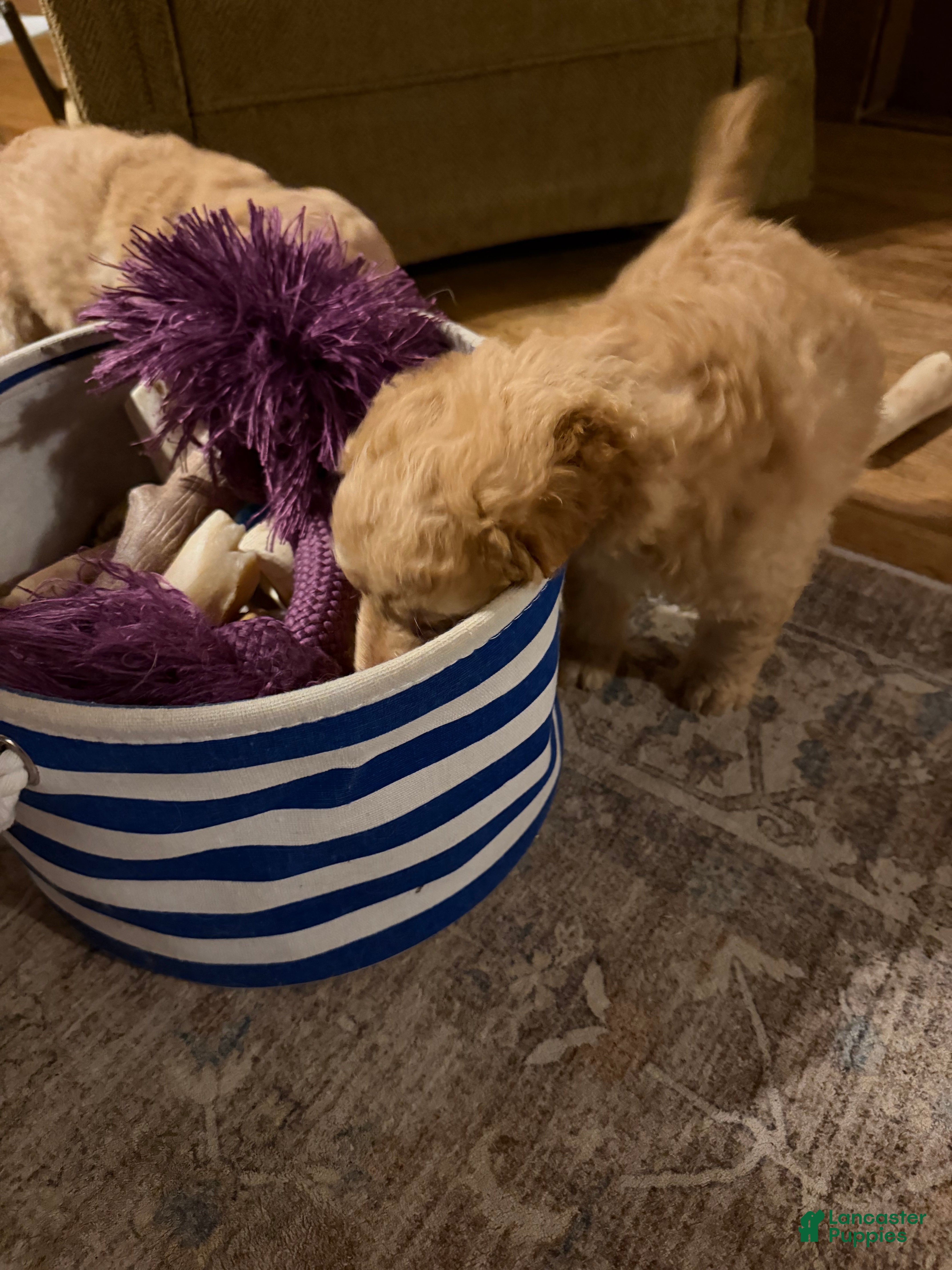 Aussiedoodle dogs Colby - Ad 2