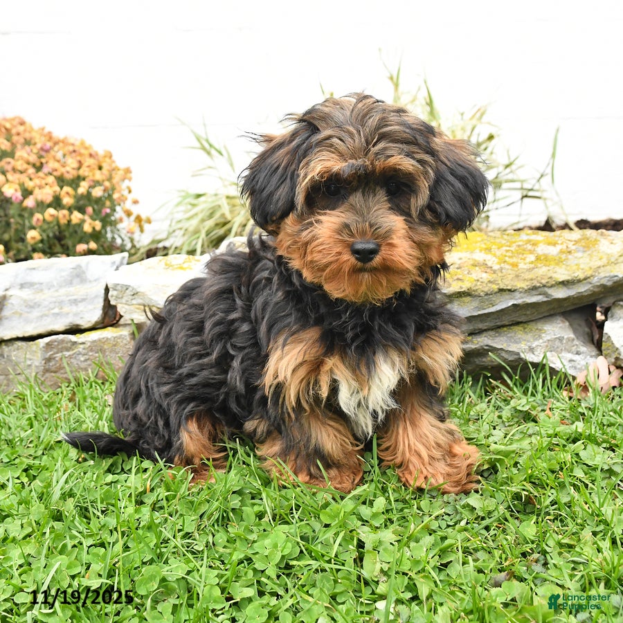 Yorkiepoo dogs Yuna - Ad 23