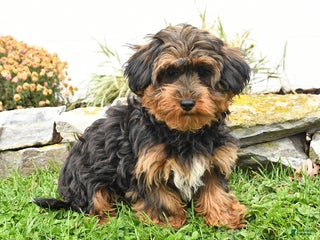 Yorkiepoo dogs Yuna - Ad 21