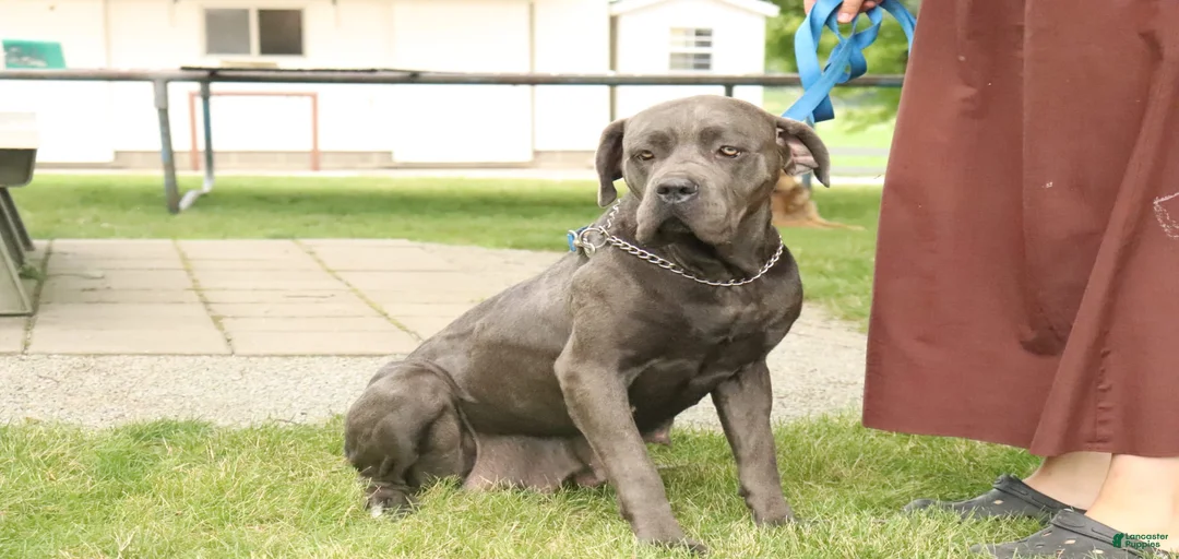 Gallery Image {{count}}