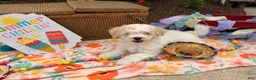 Bichpoo dogs for sale: Steve  - Ad 4