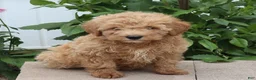Mini Goldendoodle dogs for sale: Felix - Ad 1