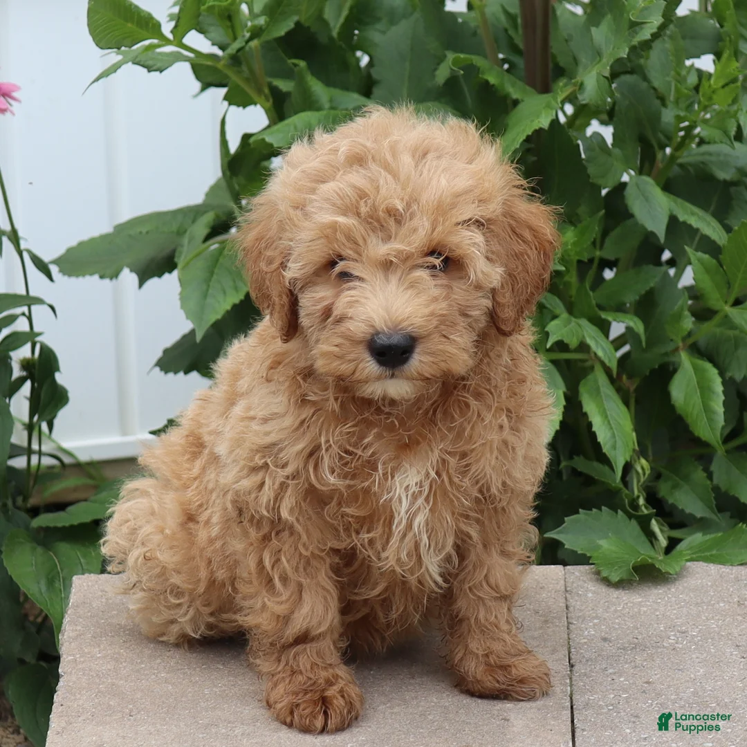Mini Goldendoodle dogs for sale: Felix - Ad 1