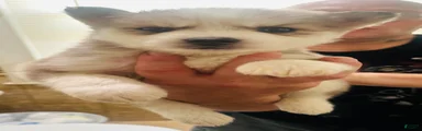 Pomsky 6