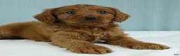 Cavapoo dogs for sale: Reese 🍫 - Ad 5