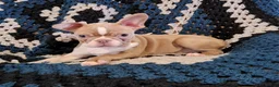 Boston Terrier dogs for sale: Akc Haven - Ad 2