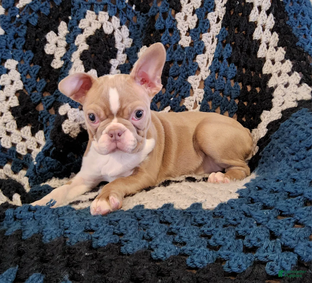 Boston Terrier dogs for sale: Akc Haven - Ad 2