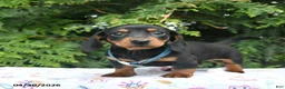 Miniature Dachshund dogs for sale: Lars  - Ad 5