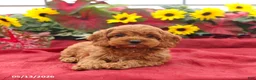Cockapoo dogs for sale: Happy - Ad 4