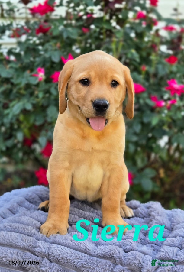 Labrador Retriever dogs Sierra - Ad 1