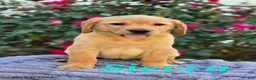 Labrador Retriever dogs for sale: Sierra - Ad 1