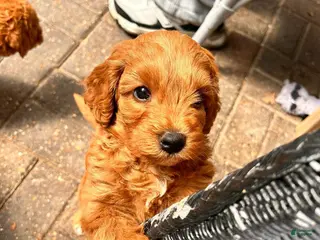 Cavapoo dogs Stella - Ad 37