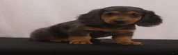 Dachshund dogs for sale: Ike - Ad 6