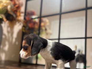 Beagle dogs Beagle Puppy 4 - Ad 3