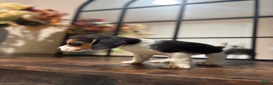 Beagle Puppy 4