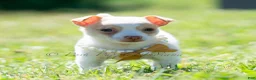 Chihuahua dogs for sale: Sushi AKC - Ad 9