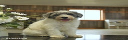 Sheepadoodle dogs for sale: Frodo  - Ad 3