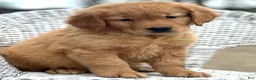 Golden Retriever dogs for sale: AKC Romeo - Ad 4