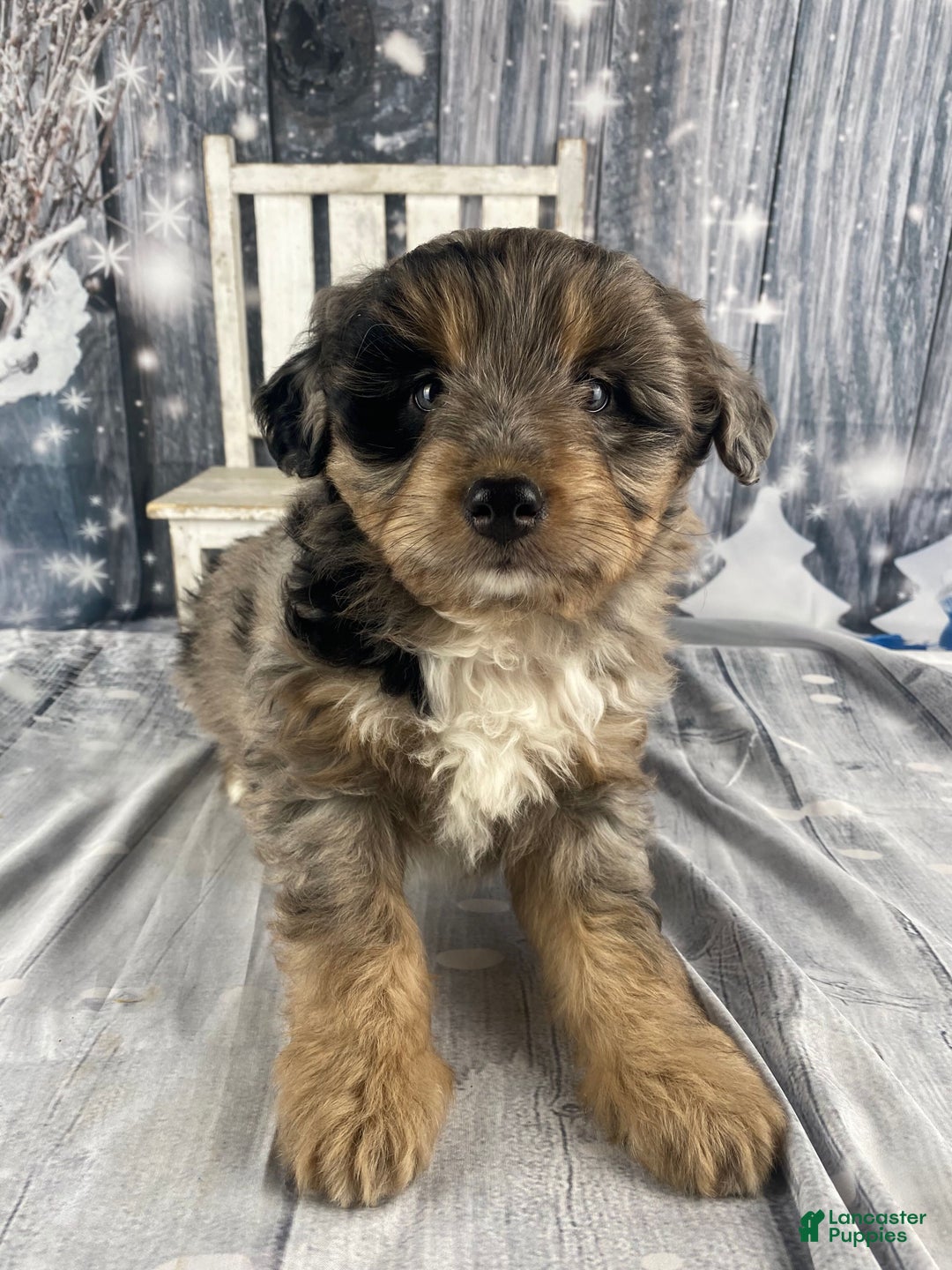 Aussiedoodle dogs for sale: Smores - Ad 9