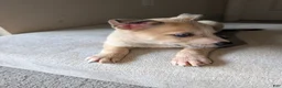 Pitsky dogs for sale: Celia - Ad 20