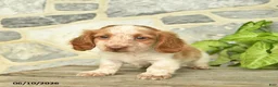 Miniature Dachshund dogs for sale: Juno  - Ad 3