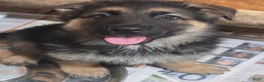 German Shepherd 3