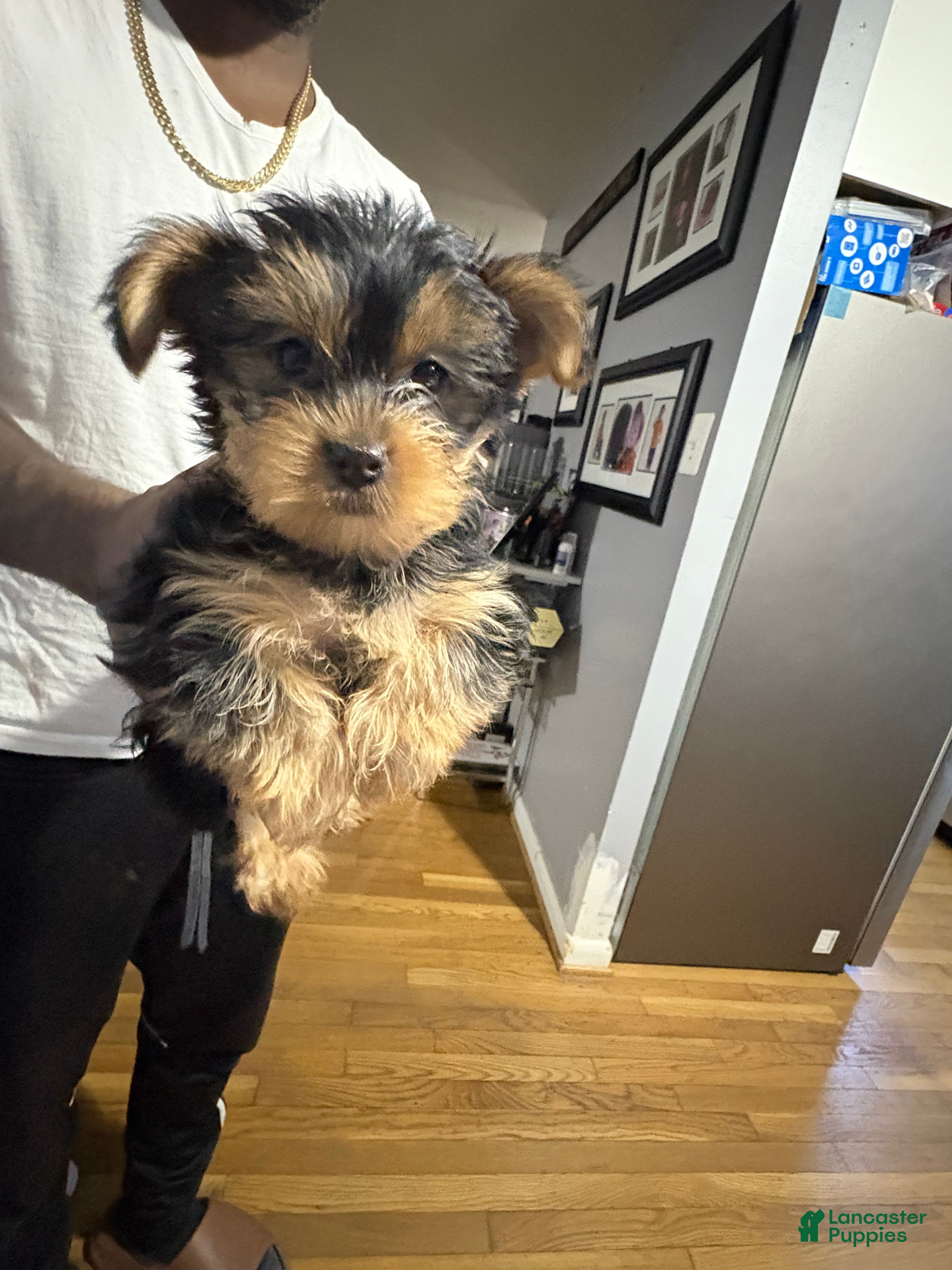Yorkshire Terrier dogs Carly - Ad 21