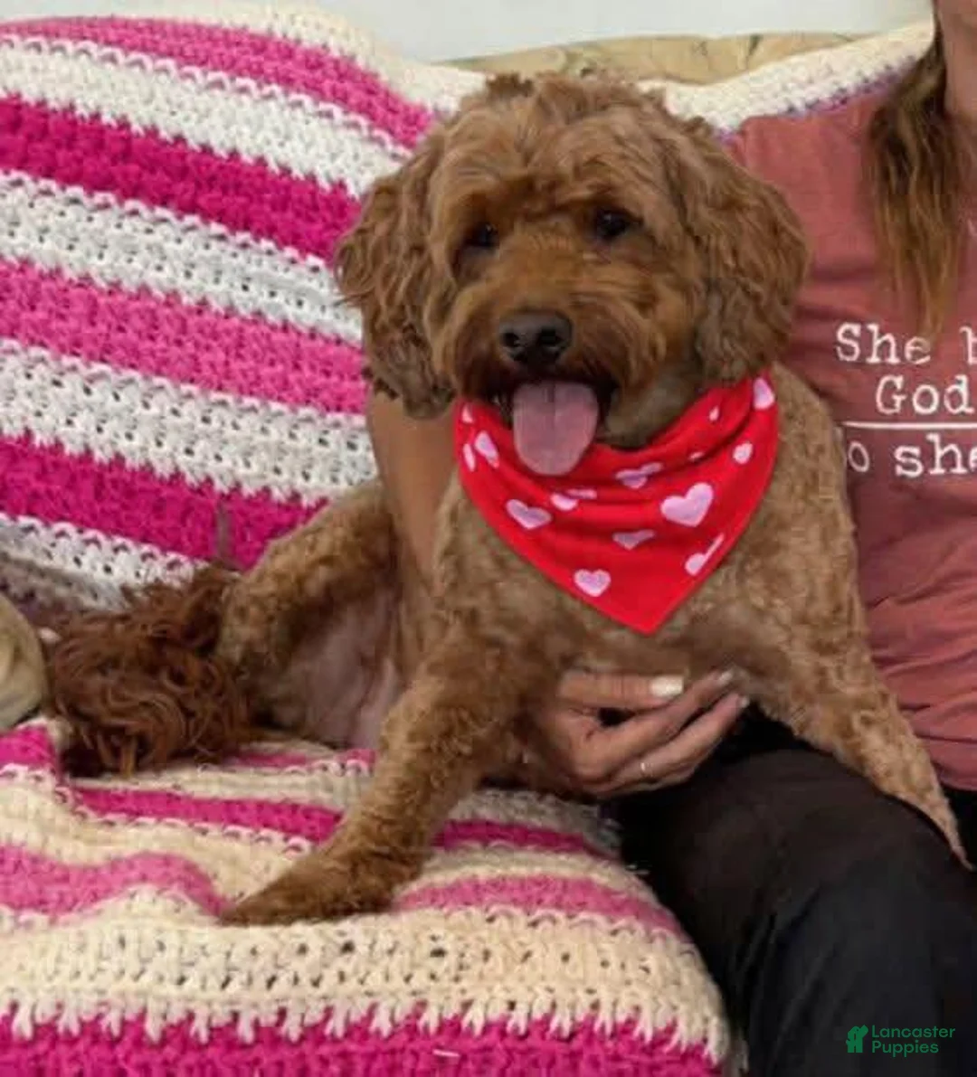 Mini Goldendoodle dogs for sale: Red Collar girl - Ad 6