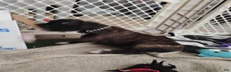 Boxer dogs for sale: Boxer 3 - Ad 3