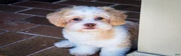 Shihpoo dogs for sale: Sullivan - Ad 15