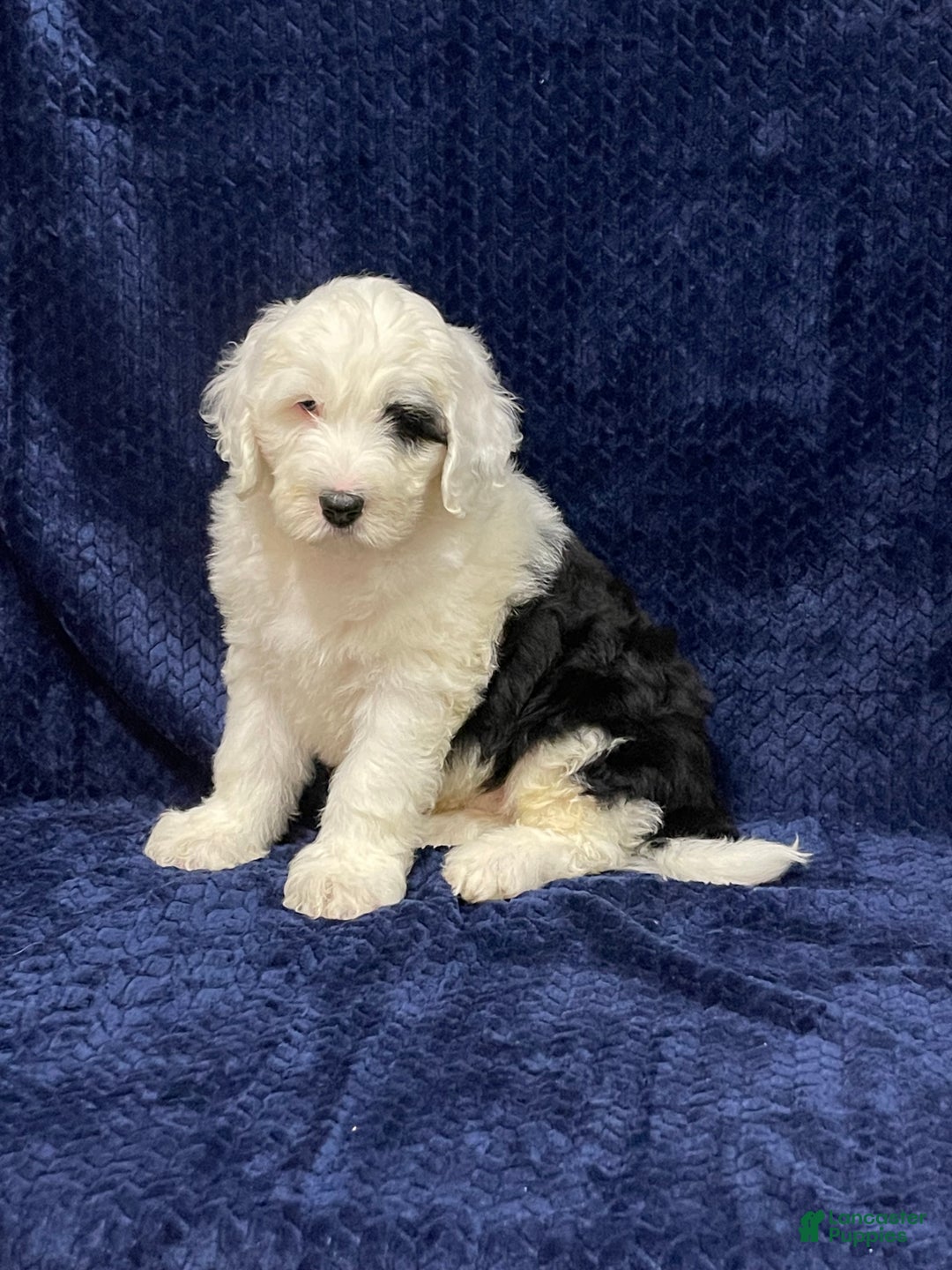 Sheepadoodle dogs for sale: Manny - Ad 2