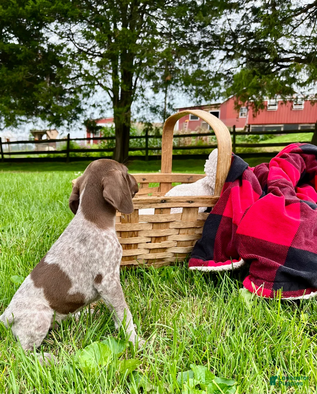 German Shorthaired Pointer dogs for sale: Maggie❤️ call to schedule a play date❤️AKC Hip Cert - Ad 2
