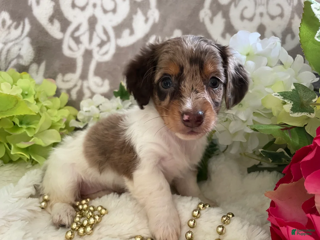 Miniature Dachshund dogs for sale: Maci - Ad 2