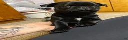 Pug dogs for sale: Pug 2 - Ad 2
