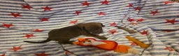 Mixed Breed dogs for sale: Mixed Breed 8 - Ad 4