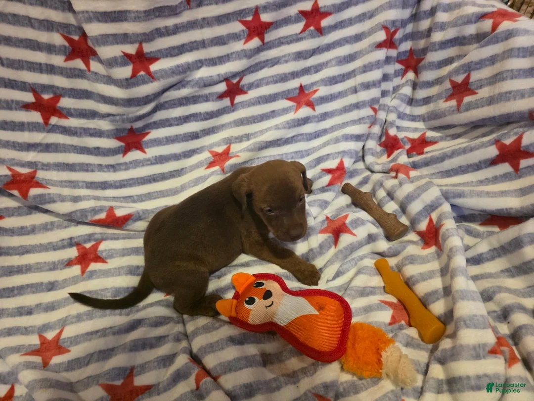 Mixed Breed dogs for sale: Mixed Breed 8 - Ad 4