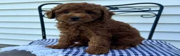 Miniature Poodle dogs for sale: Tyler - Ad 3