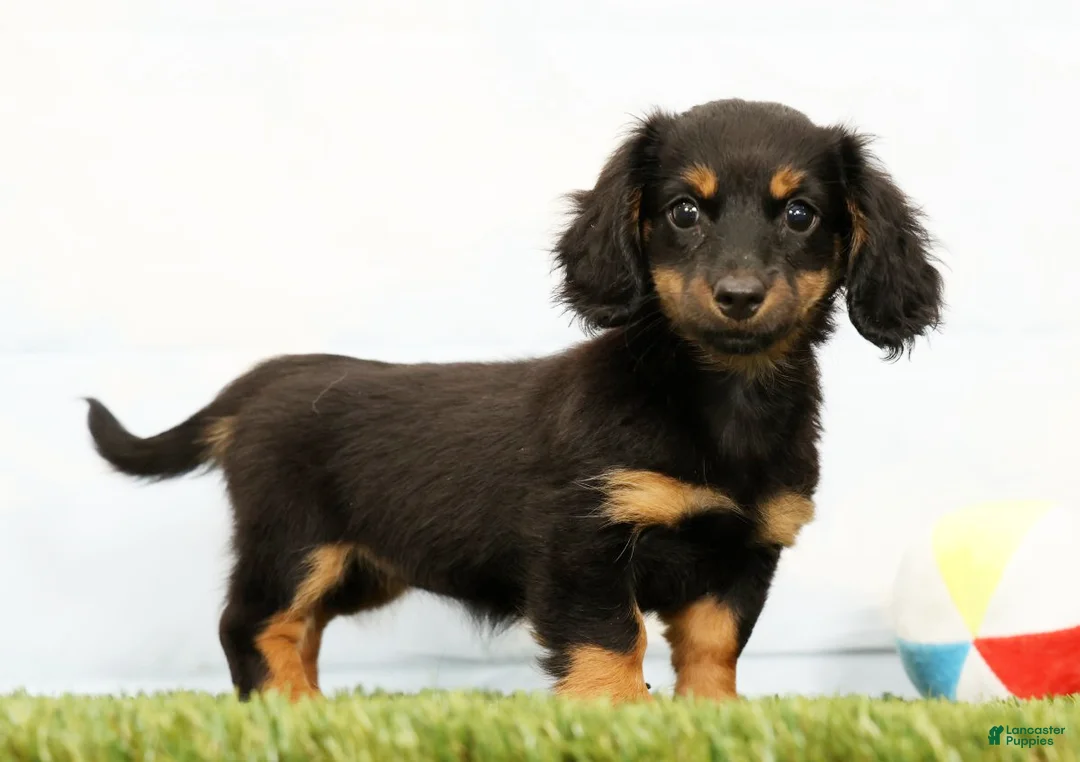 Miniature Dachshund dogs for sale: Nya - Ad 1