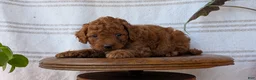 Cavapoo dogs for sale: Mason - Ad 4